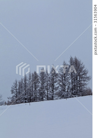 Daegwallyeong, Pyeongchang-gun, Gangwon-do 31563904