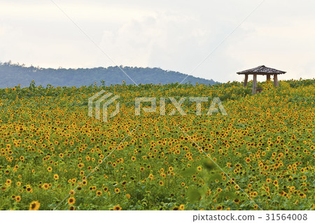Sunflower, hut, gakwon farm, Gochang-gun, Jeonbuk Sunflower, hut, gakwon farm, Gochang-gun, Jeonbuk 31564008