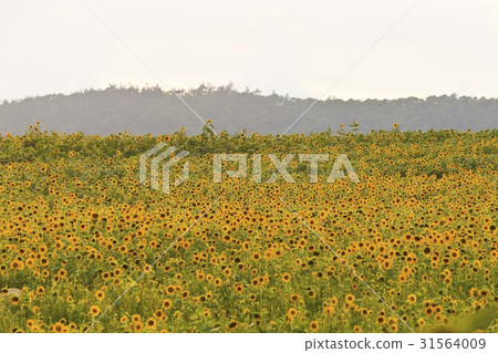 向日葵，Gakwon農場，高敞郡，全北 31564009