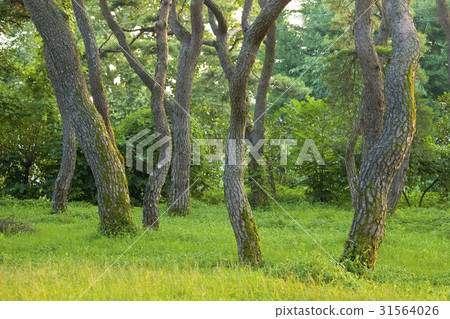 Pine, Changzhou, Gyeongbuk 31564026