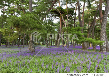 McMundong, Pine, Changzhou, Gyeongbuk 31564030