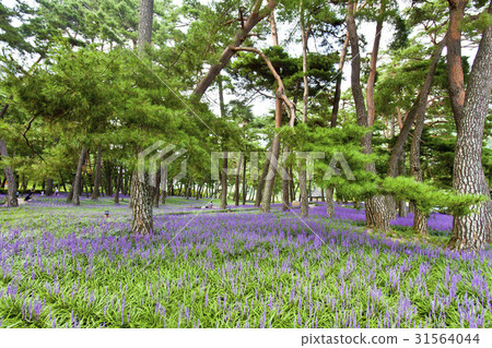 McMundong, Pine, Changzhou, Gyeongbuk 31564044