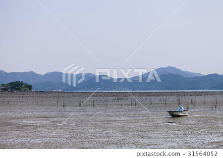 Tidal flat, Suncheon city, Jeonnam 31564052