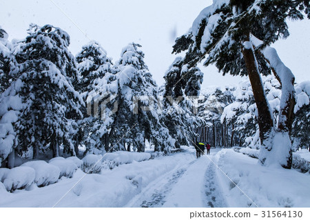 Pine, Gangneung, Gangwon-do Pine, Gangneung, Gangwon-do 31564130