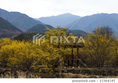 山東石油,山東,求禮郡,全南 山東石油,山東,求禮郡,全南 31564145