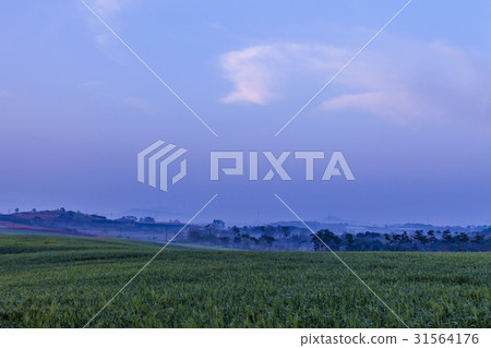 大麥場，高敞郡，全北 31564176