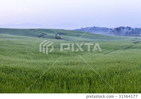 大麥場，小屋，gakwon農場，高敞郡，全北 31564177