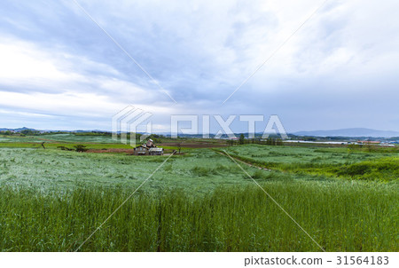 Anseong ranch, Anseong-si, Gyeonggi-do Anseong ranch, Anseong-si, Gyeonggi-do 31564183