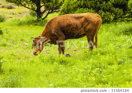 Soo, Anseong-si, Gyeonggi-do Soo, Anseong-si, Gyeonggi-do 31564184