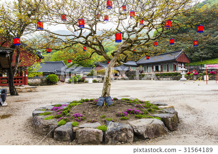 邦戈樹,Seununsa寺,Sunun山,Gochang-gun,全北 邦戈樹,Seununsa寺,Sunun山,Gochang-gun,全北 31564189