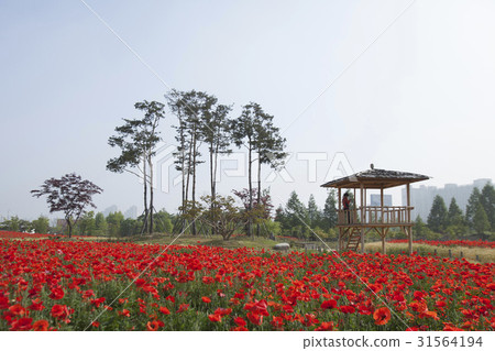 Poppy，Hut，Sangdong Lake Park，Wonmi-gu，Bucheon，Gyeonggi-do 31564194