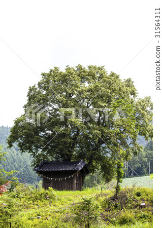 Changshin, Jeongseon-gun, Gangwon-do 31564311