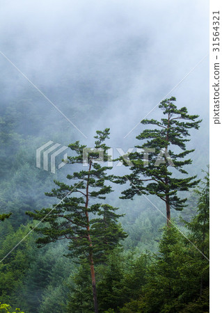 Pyeongchang-gun, Gangwon-do 31564321