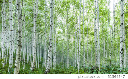 Birch, Inje County, Gangwon Province 31564347