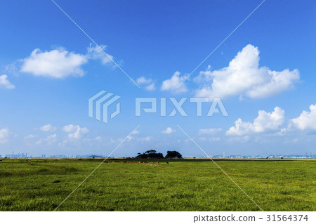 Hanwoo, Sui Island, Wooshin Island, Hwaseong City, Gyeonggi Province 31564374