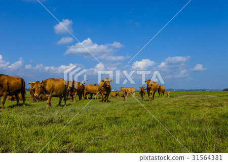 Hanwoo, Wooshin-do, Hwaseong-si, Gyeonggi-do Hanwoo, Wooshin-do, Hwaseong-si, Gyeonggi-do 31564381