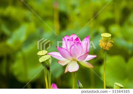 蓮花，飯糰 31564385