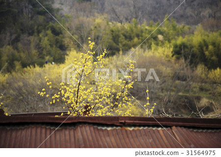 Mountain oil, Shandong, Gurye-gun, Jeonnam 31564975