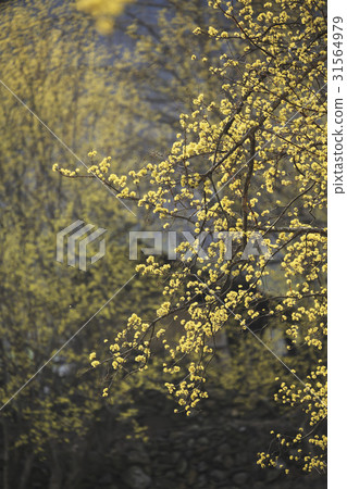 Mountain oil, Shandong, Gurye-gun, Jeonnam 31564979