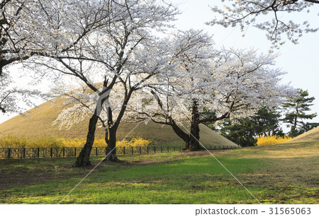 Cherry blossoms, Gyeongju Mytilene royal tomb (No. 175), Daereungwon (historical record No. 512), Gyeongju Historical Remains District Daeleungwon District, Gyeongju, Gyeongbuk Cherry blossoms, Gyeongju Mytilene royal tomb (No. 175), Daereungwon (historical record No. 512), Gyeongju Historical Remains District Daeleungwon District, Gyeongju, Gyeongbuk 31565063