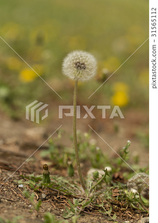 蒲公英 蒲公英 31565112