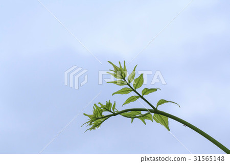 螞蟻，葉子 31565148