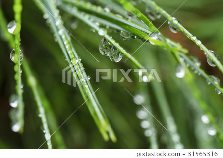 Dew, pine needles Dew, pine needles 31565316