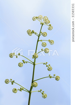 罌粟花 31565331