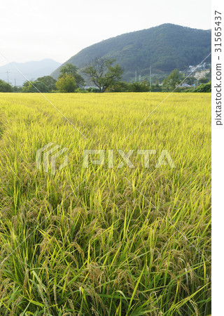 Rice, Yangpyeong-gun, Gyeonggi-do Rice, Yangpyeong-gun, Gyeonggi-do 31565437