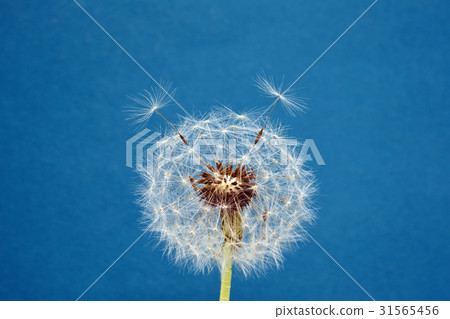 蒲公英 蒲公英 31565456