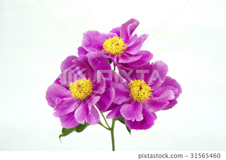 Peony Peony 31565460
