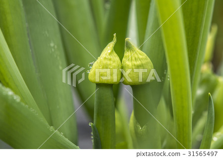 A flower 31565497