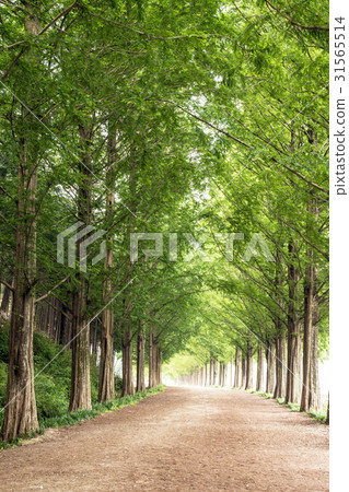 Metasequire，Sunchang-gun，Jeonbuk 31565514