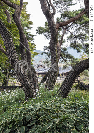 Pine Tree, Outer Rock Folk Village, Asan City, Chungnam 31565542