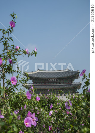 Mugunghwa, Gwanghwamun, Gyeongbokgung Palace (Historic Site 117), Jongno-gu, Seoul 31565616