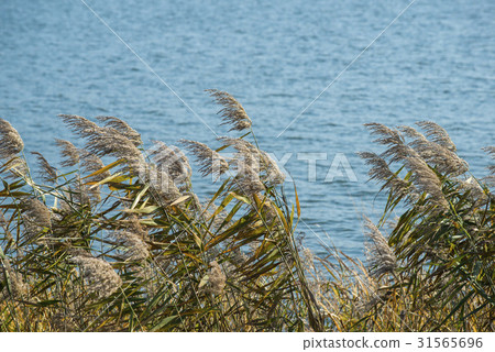 Reed, Gyeonggi-do 31565696