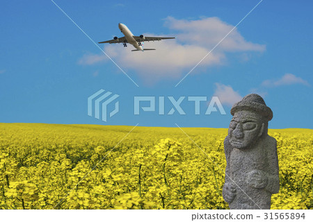 油菜田，大韓航空，Dolour 31565894