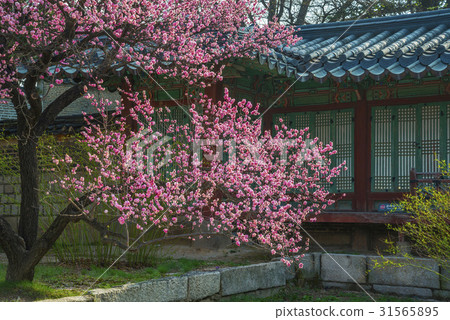 Red mulhwa, Seven minutes, Changdeokgung Palace (Historic Site No. 122), Jongno-gu, Seoul 31565895