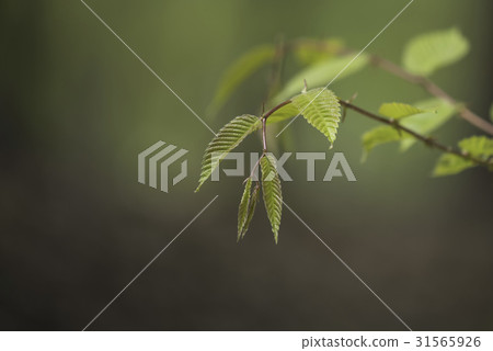 leaf 31565926