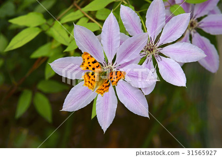 Butterfly, Clematis 31565927