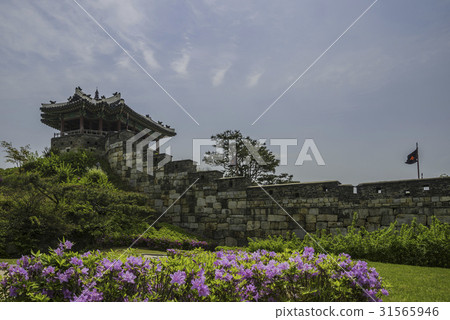 Azalea, fire hydrants, Ryujeong, Suwon Hwaseong (historical site No.3), Suwon, Gyeonggi Azalea, fire hydrants, Ryujeong, Suwon Hwaseong (historical site No.3), Suwon, Gyeonggi 31565946