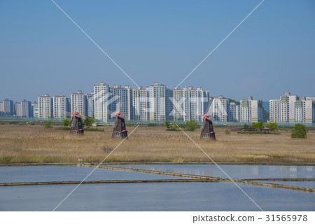 Yeoljeon, Sorae Wetland Ecological Park, Namdong-gu, Incheon 31565978