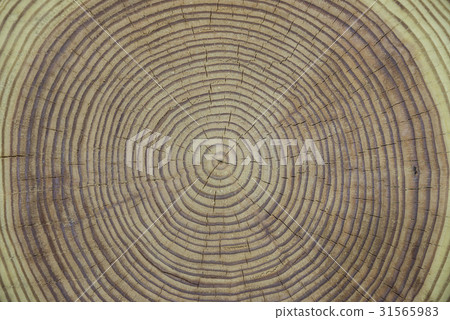 annual zone 31565983