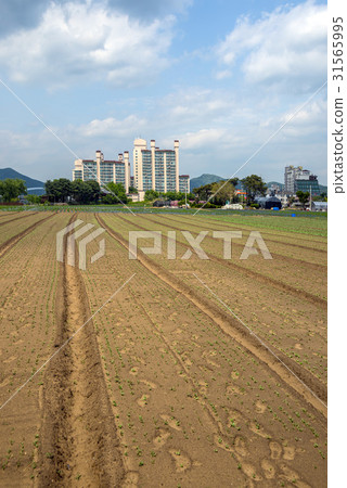 Yangsuri, Yangpyeong-gun, Gyeonggi-do 31565995