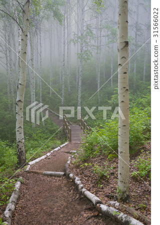 Birch, Inje County, Gangwon Province 31566022