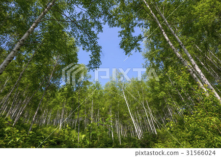 樺木，江原道仁濟縣 31566024