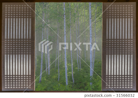 Changhua Gate, Birch, Inje County, Gangwon Province 31566032