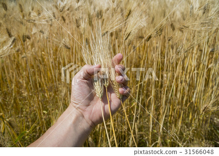 手，大麥 31566048