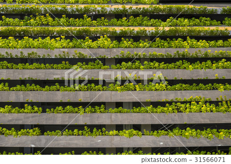 花,Sangam-dong,Mapo-gu,首爾 花,Sangam-dong,Mapo-gu,首爾 31566071