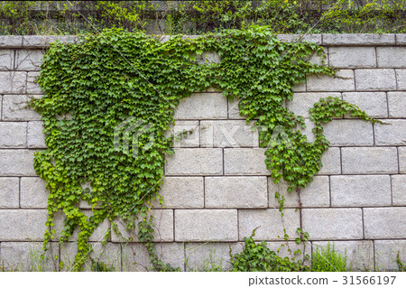 Ivy, Cheonggyecheon, Seoul 31566197